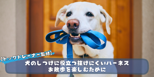 青いリードを口にくわえた白い犬が、室内でこちらを見ている様子
