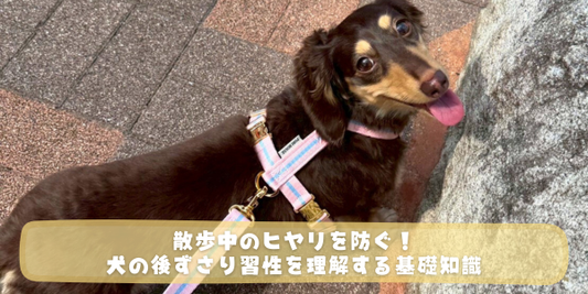 散歩中のヒヤリを防ぐ！犬の後ずさり習性を理解する基礎知識というタイトルのブログアイキャッチ画像。
