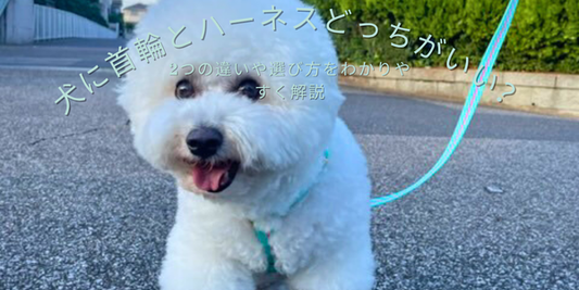 犬に首輪とハーネス、どっちがいい？ 2つの違いや選び方をわかりやすく解説