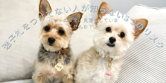 【保存版】迷子札をつけてない人が知らない5つのリスク｜ペットの安全、見落としていませんか？