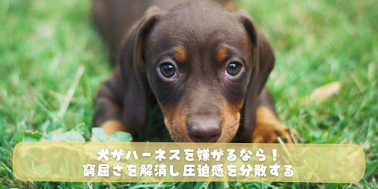 ダックスフンドの子犬が草の上でこちらを見つめている。「犬がハーネスを嫌がるなら！窮屈さを解消し圧迫感を分散する」というテキストが表示されている