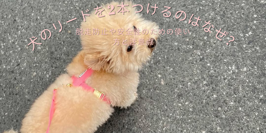 散歩中の小型犬がハーネスを着用している写真