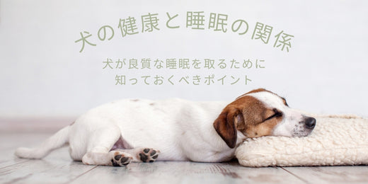 犬の健康と睡眠の関係：犬が良質な睡眠を取るために知っておくべきポイント