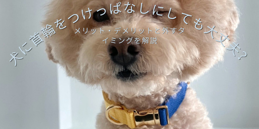 neruneのシンプルな首輪を装着している小型犬