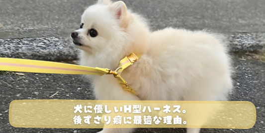 黄色のハーネスとリードをつけてお散歩中の白いポメラニアン。下部には「犬に優しいH型ハーネス。後ずさり癖に最適な理由。」というテロップ。