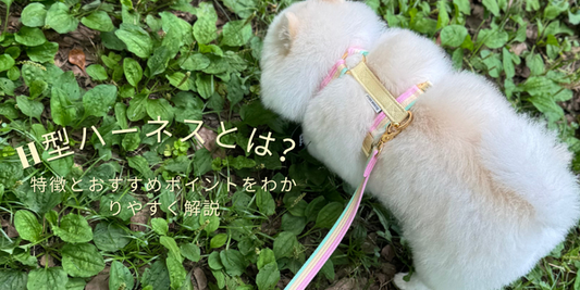 すっぽ抜けにくいH型ハーネスを着けて散歩する犬の写真
