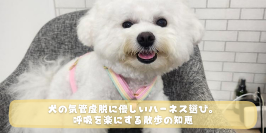 白いふわふわした犬（ビション・フリーゼ風）の写真に、「犬の気管虚脱に優しいハーネス選び。呼吸を楽にする散歩の知恵」というタイトルが入ったアイキャッチ画像
