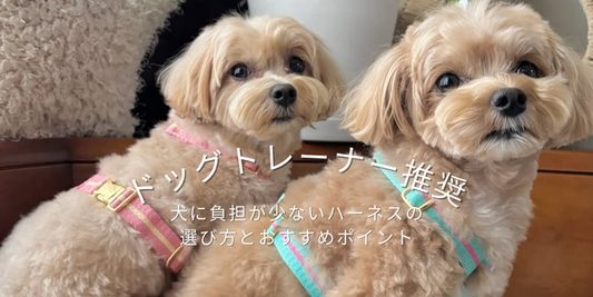 ドッグトレーナー推奨｜犬に負担が少ないハーネスの選び方とおすすめポイント
