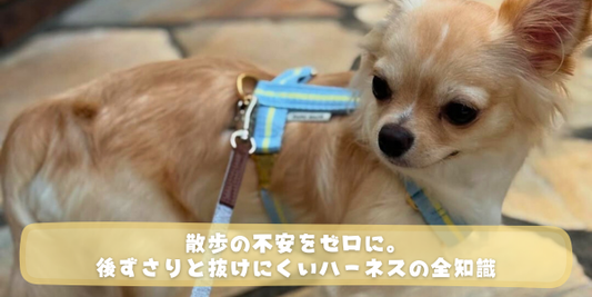 水色と黄色のラインが入ったハーネスを着用したチワワの背景に、「散歩の不安をゼロに。後ずさりと抜けにくいハーネスの全知識」という白いタイトル文字が入った記事用アイキャッチ画像。