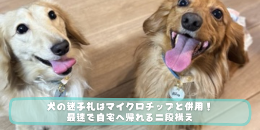 2匹のミニチュアダックスフンドが並んで笑顔でこちらを向いている。「犬の迷子札はマイクロチップと併用！最速で自宅へ帰れる二段構え」というテキストが表示されている