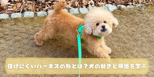 アプリコット色のトイプードルが緑のH型ハーネスとリードをつけて屋外を歩き、こちらを振り返っている。「抜けにくいハーネスの形とは？犬の動きと構造を学ぶ」というテキストが表示されている