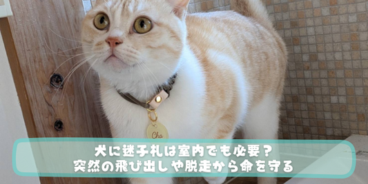 首輪に迷子札をつけたトラ柄の猫が室内で椅子の脇に立っている。「犬に迷子札は室内でも必要？突然の飛び出しや脱走から命を守る」というテキストが表示されている
