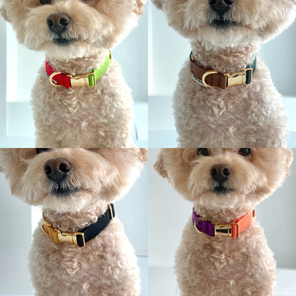 palette collar〈ツートーンB〉