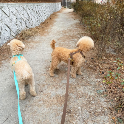 palette leash〈ブルー・パープル系〉