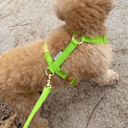 palette leash〈グリーン・ベーシック系〉