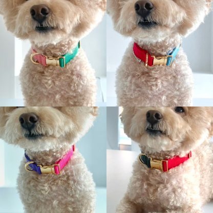 palette collar〈ツートーンA〉