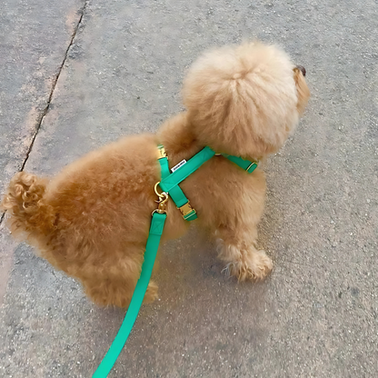 palette leash〈グリーン・ベーシック系〉