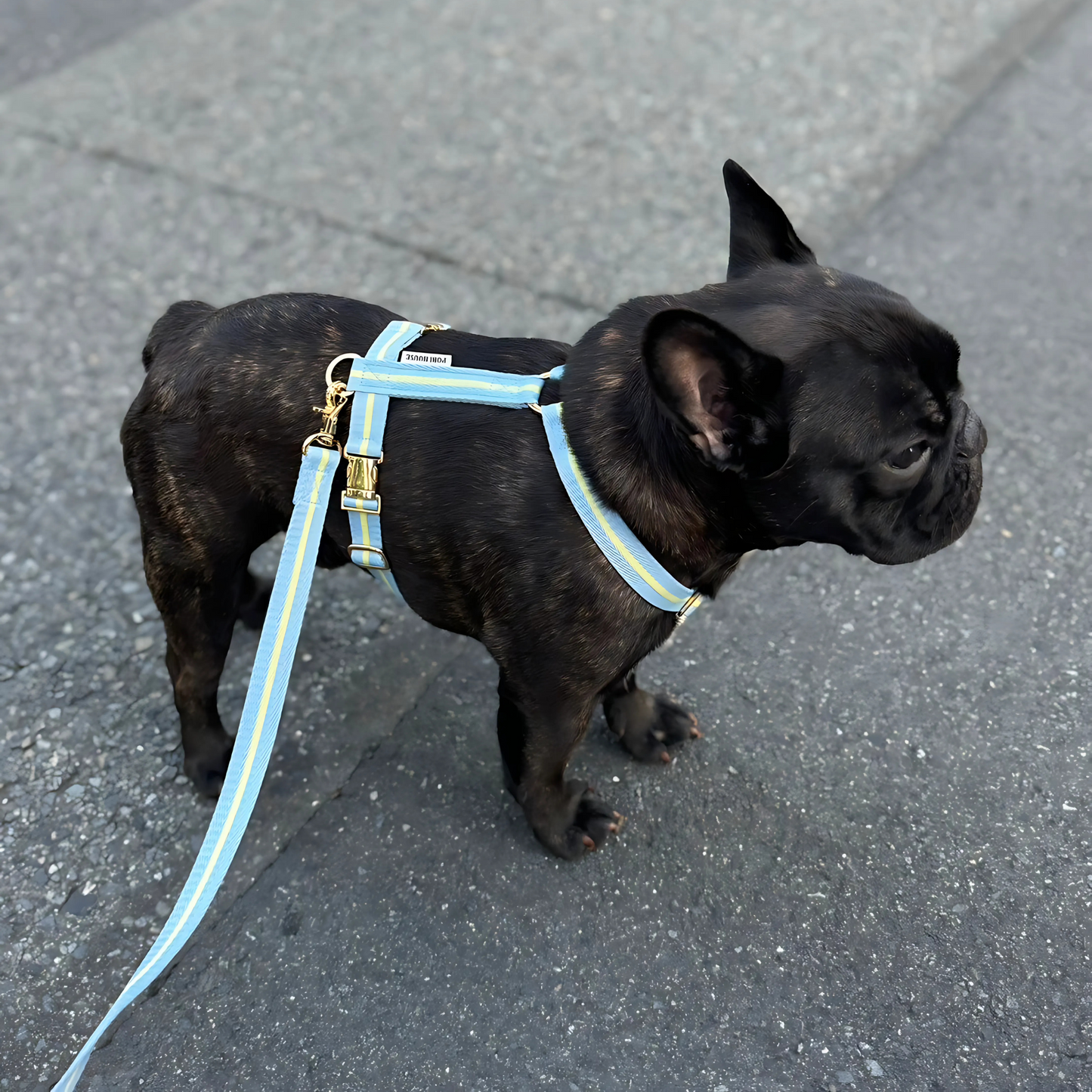 lollipop leash