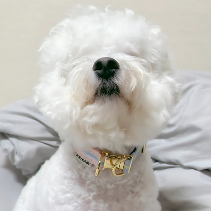 lollipop collar〈ツートーン〉