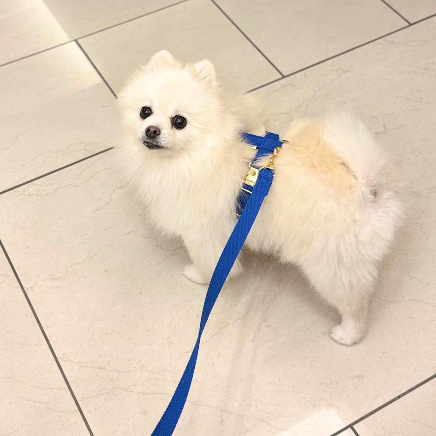 palette harness〈サマー〉