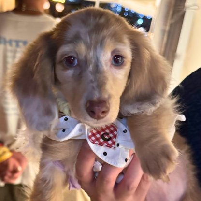 omamori charm – イニシャル〈ギンガムチェック／A・C・E・H / 即納〉