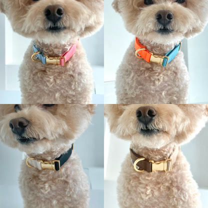 palette collar〈ツートーンA〉