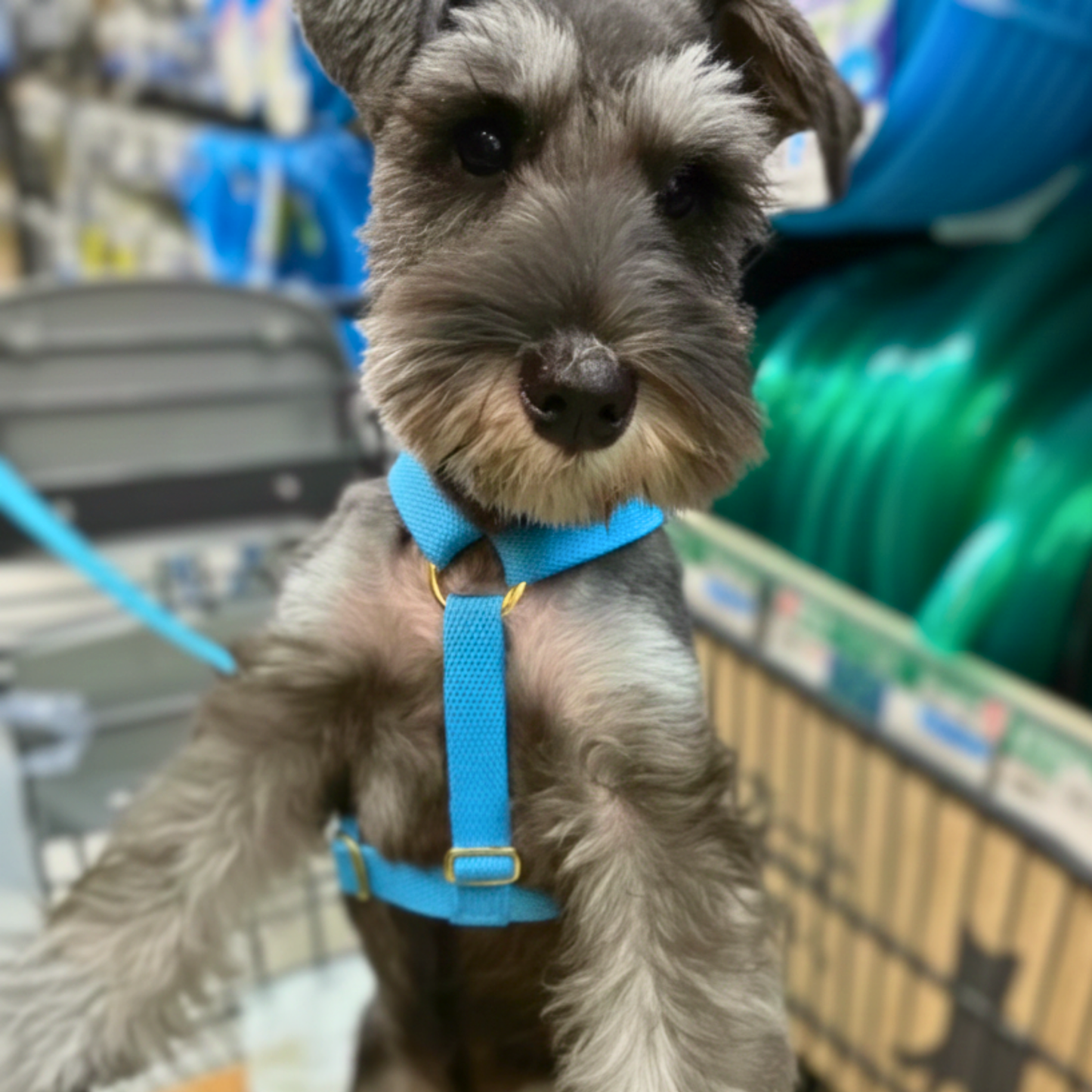 palette harness〈サマー〉