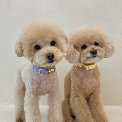 palette collar〈ソフト＆クリア〉