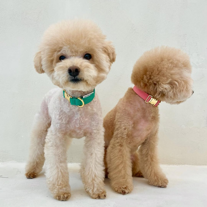 palette collar〈ソフト＆クリア〉