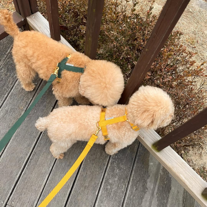 palette leash〈グリーン・ベーシック系〉