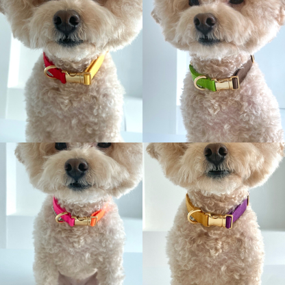 palette collar〈ツートーンA〉