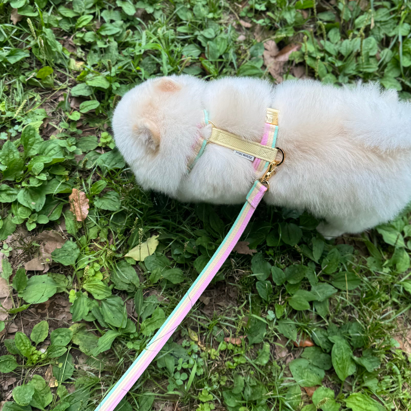 sweety leash