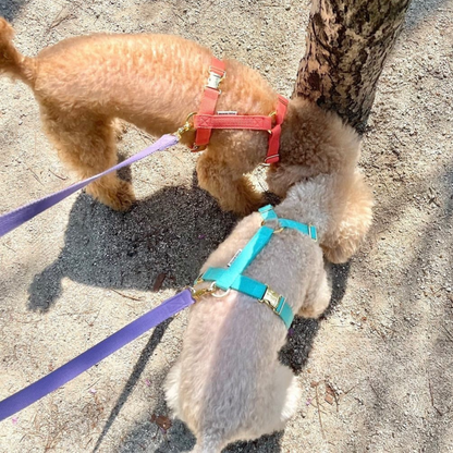 palette leash〈ブルー・パープル系〉