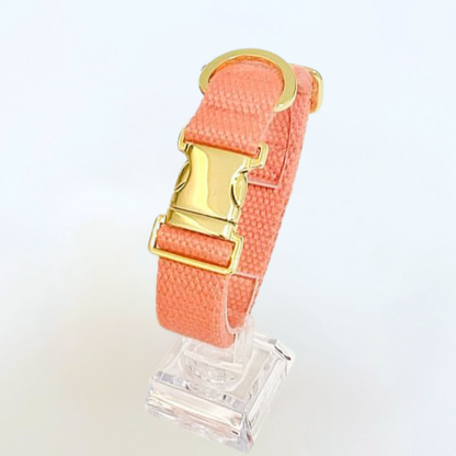 palette collar〈ソフト＆クリア〉