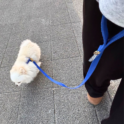 palette leash〈サマー〉