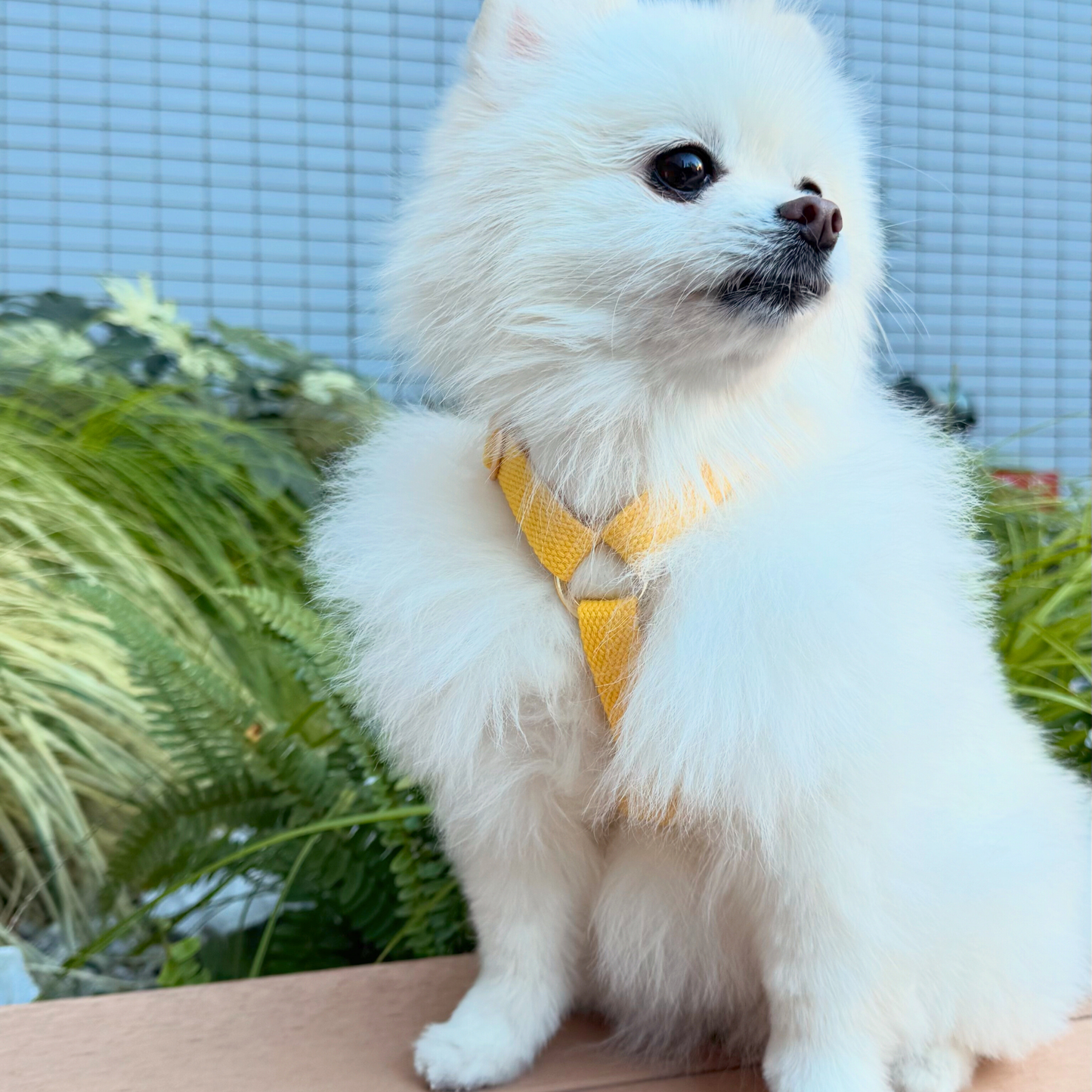 palette harness〈ソフト〉