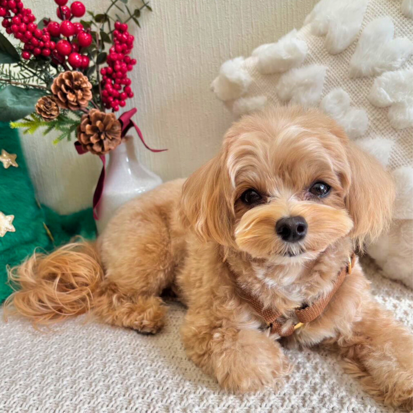 palette harness〈アース〉