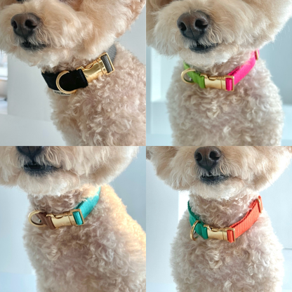 palette collar〈ツートーンB〉