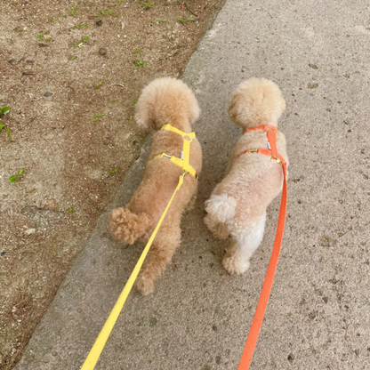 palette leash〈ウォーム〉