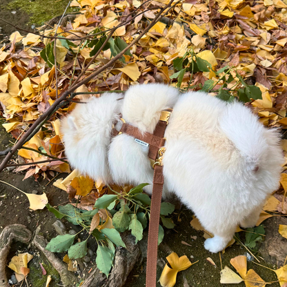 palette harness〈アース〉