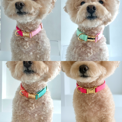 palette collar〈ツートーンB〉