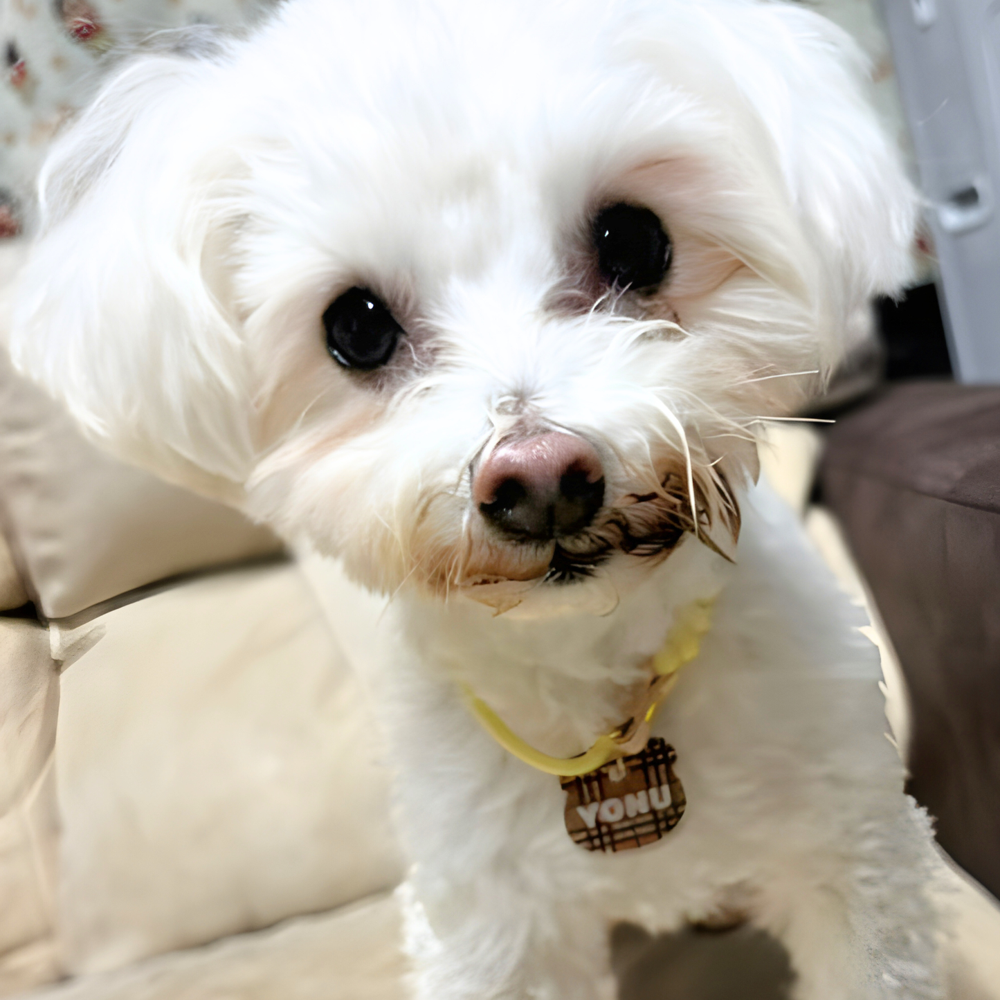 omamori charm – くま〈チェック〉