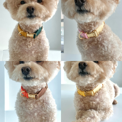 palette collar〈ツートーンB〉