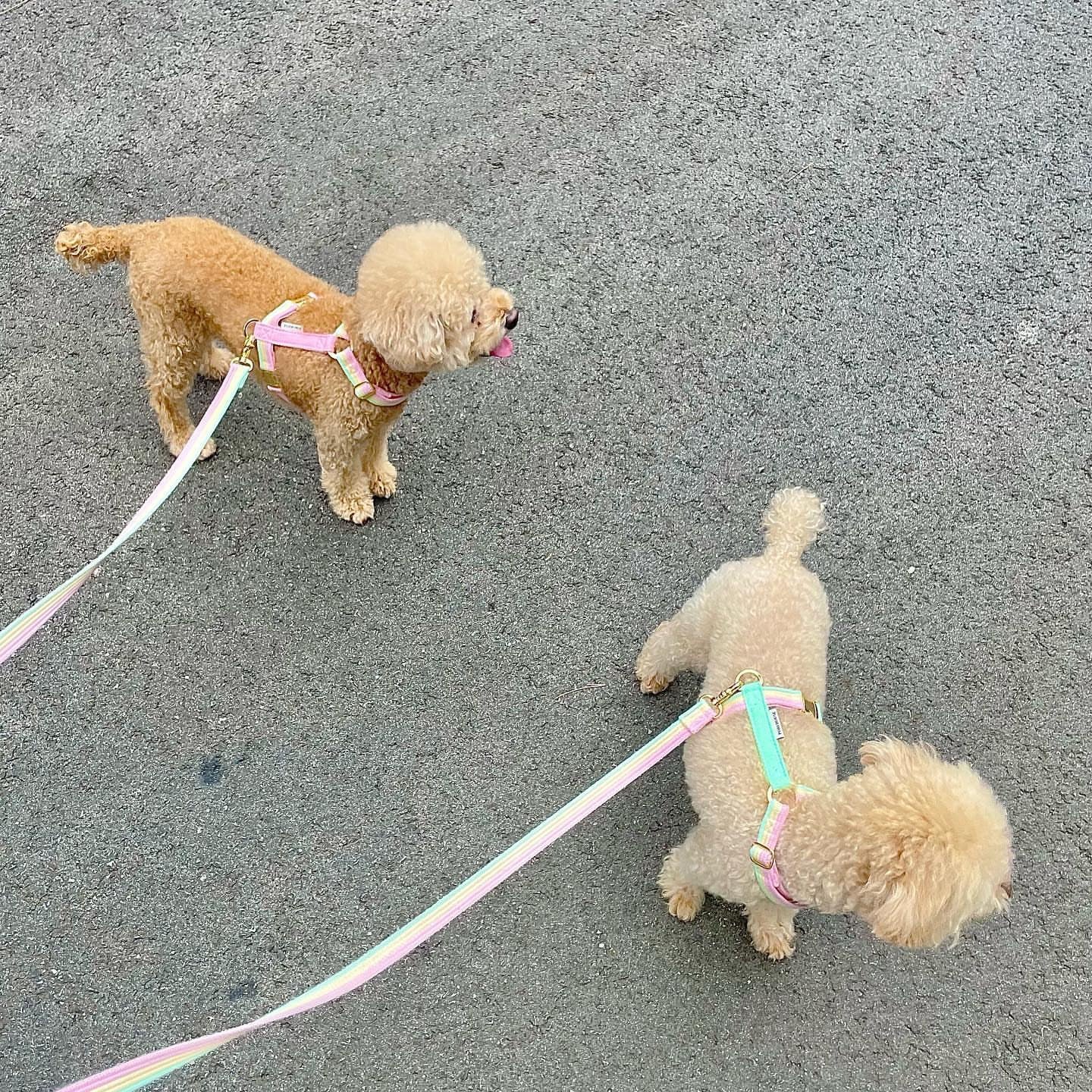 sweety leash